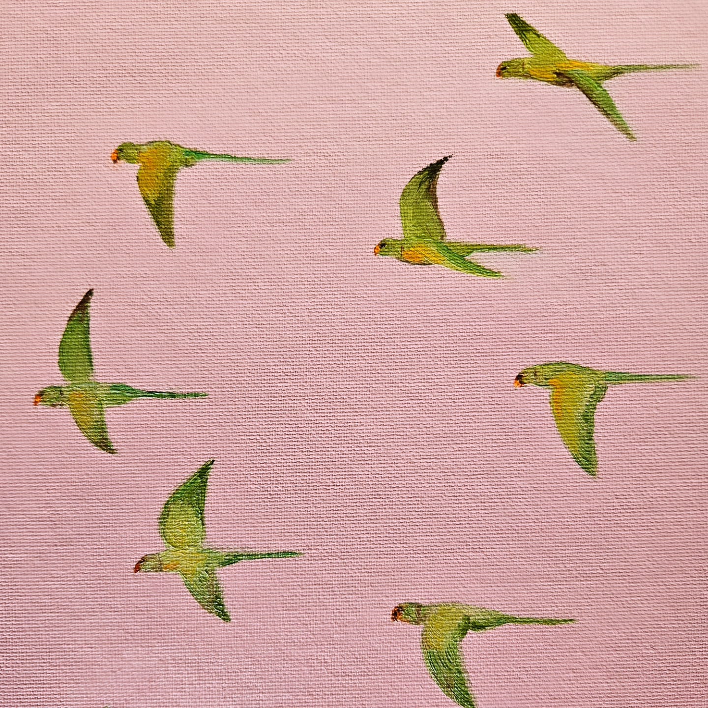 ring-necked parrots in flower fields