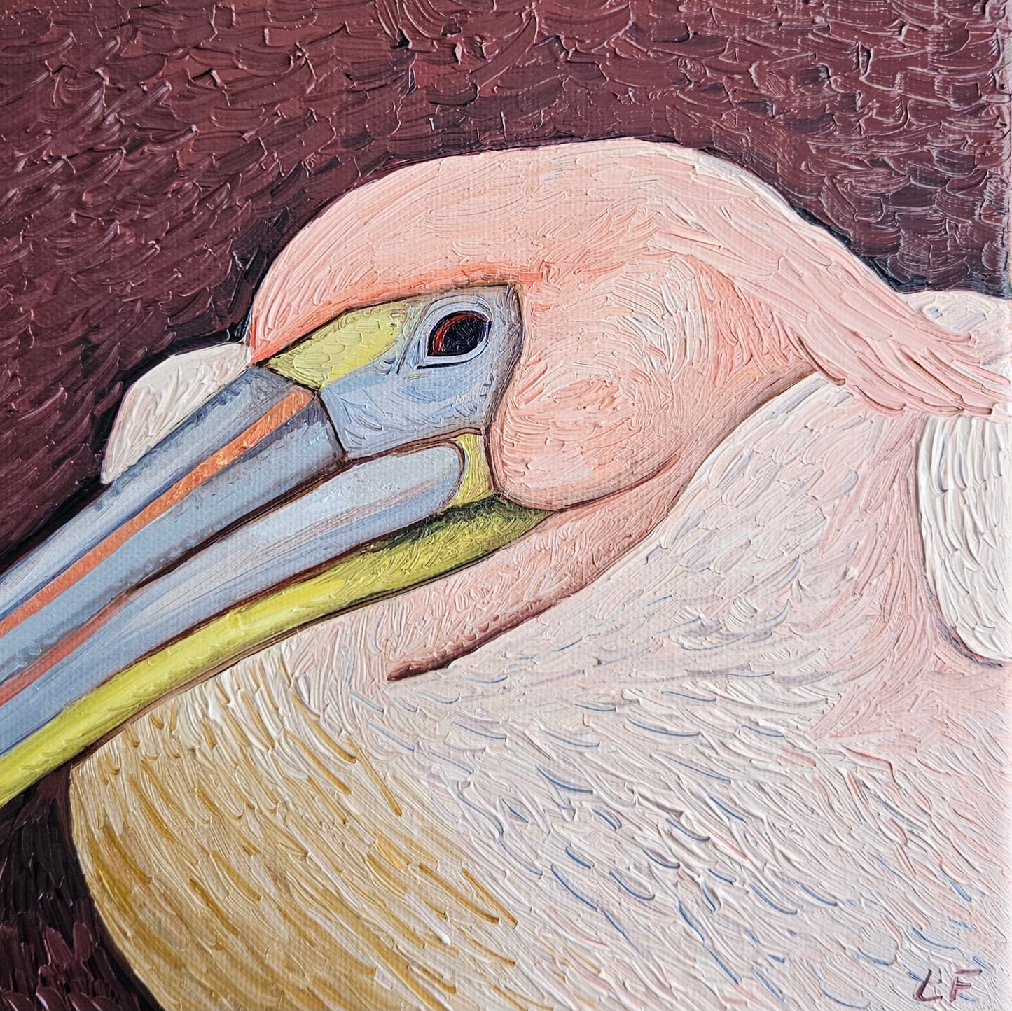 nesting pelican
