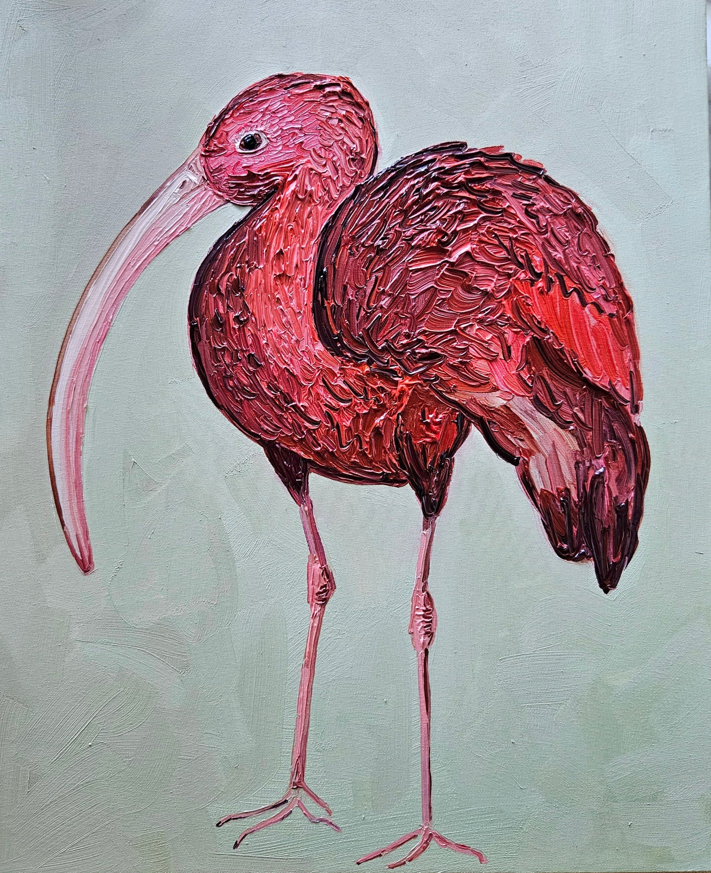 scarlet ibis