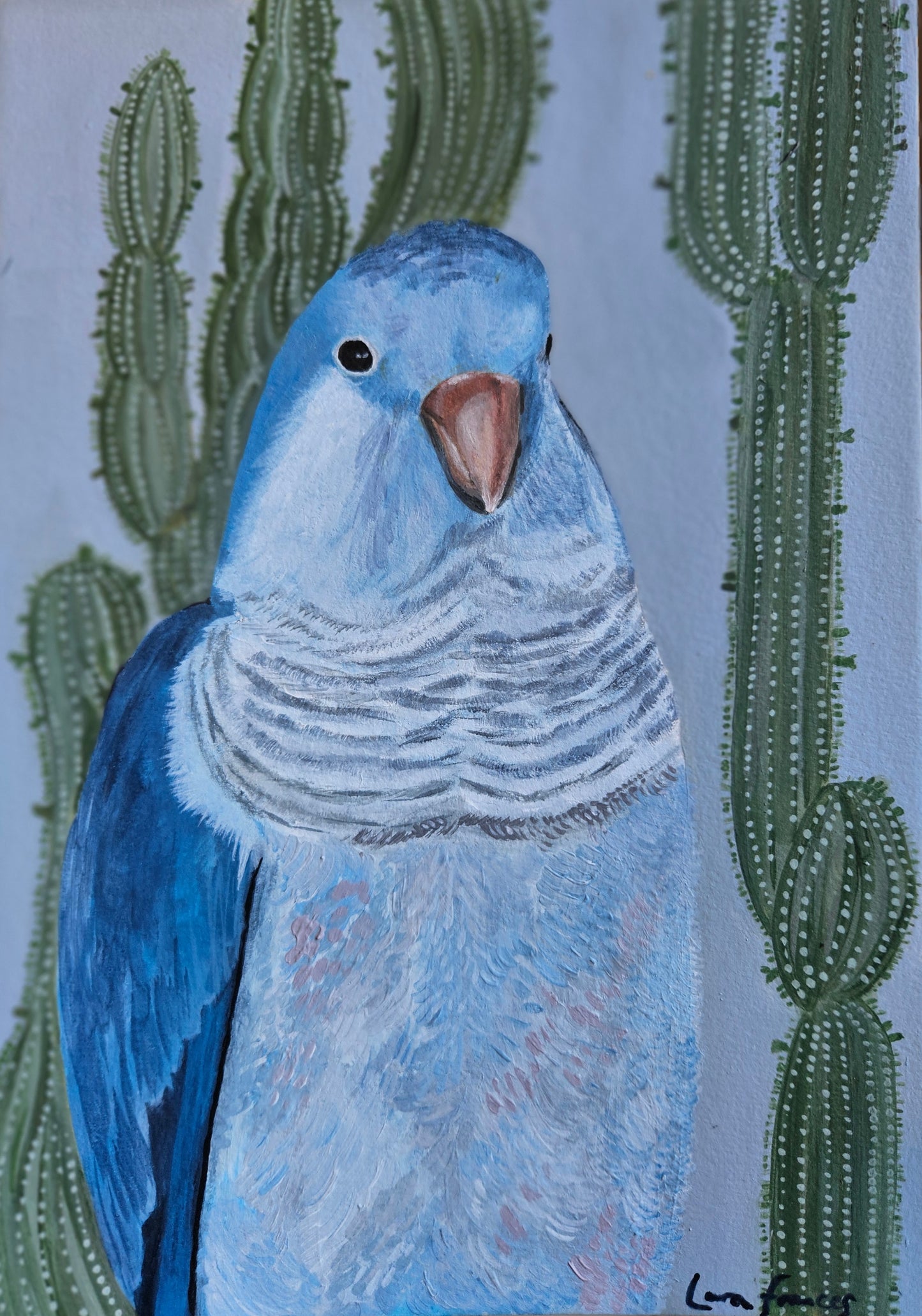 desert parakeet