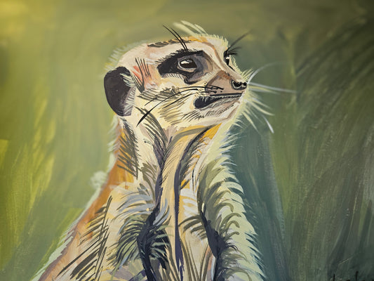 meerkat