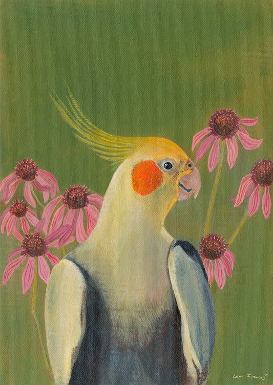 cockatiel echincacea