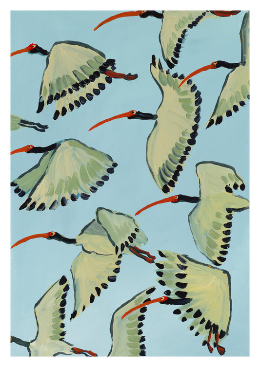 white ibis in flight