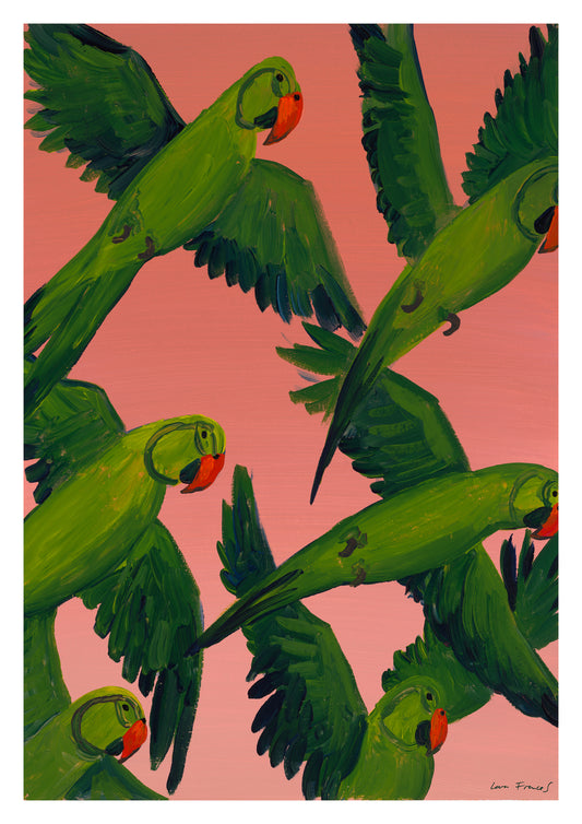 sunset parrots