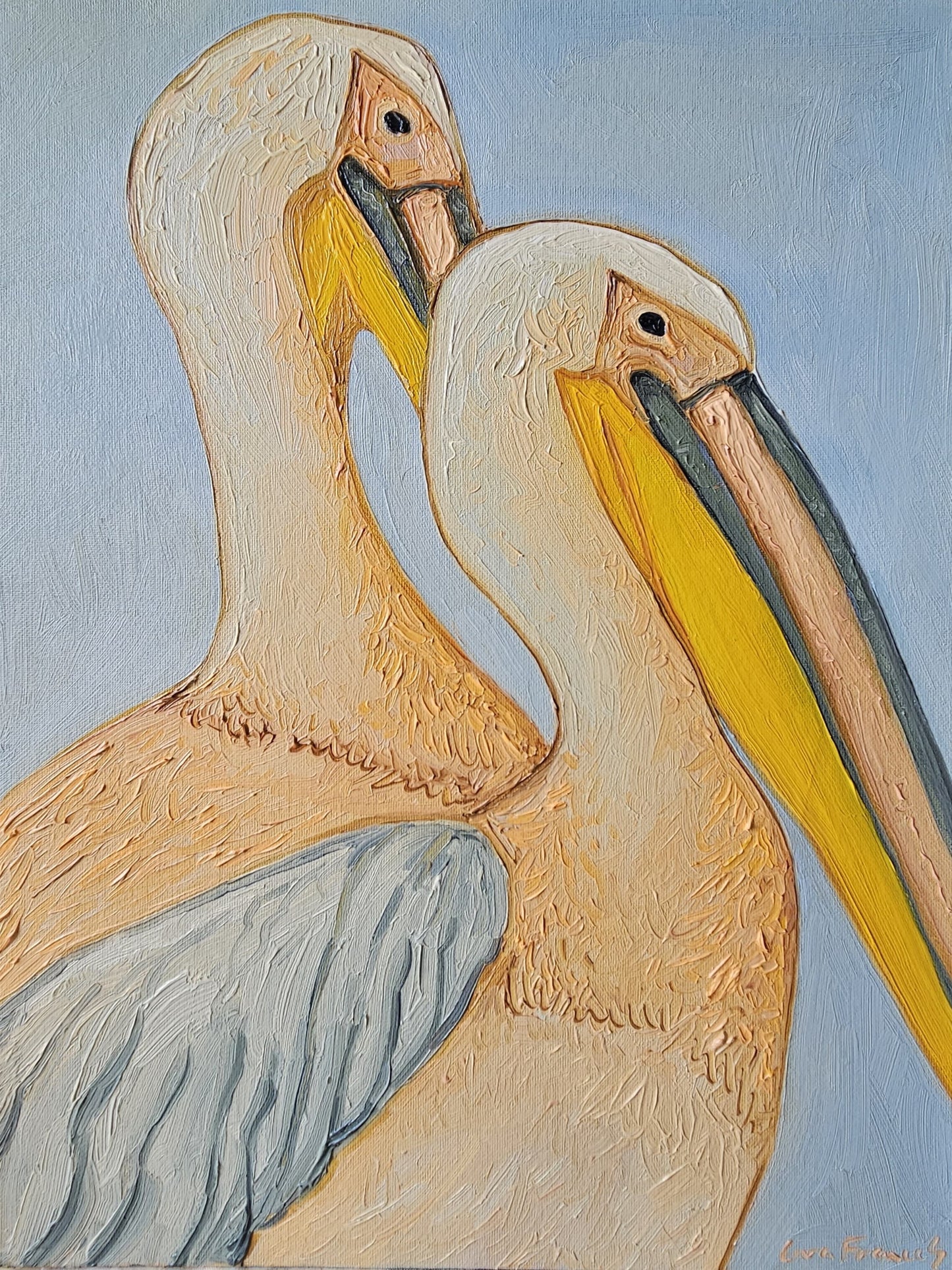 II pelicans