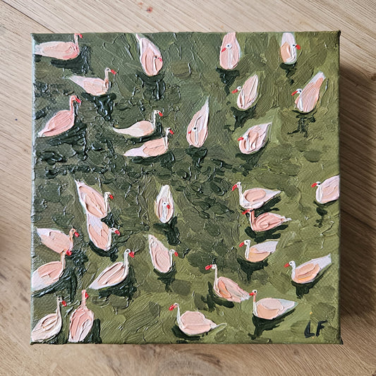 mini swimming ducks in olive