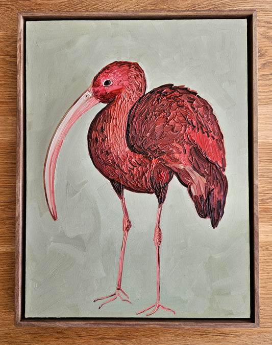 scarlet ibis