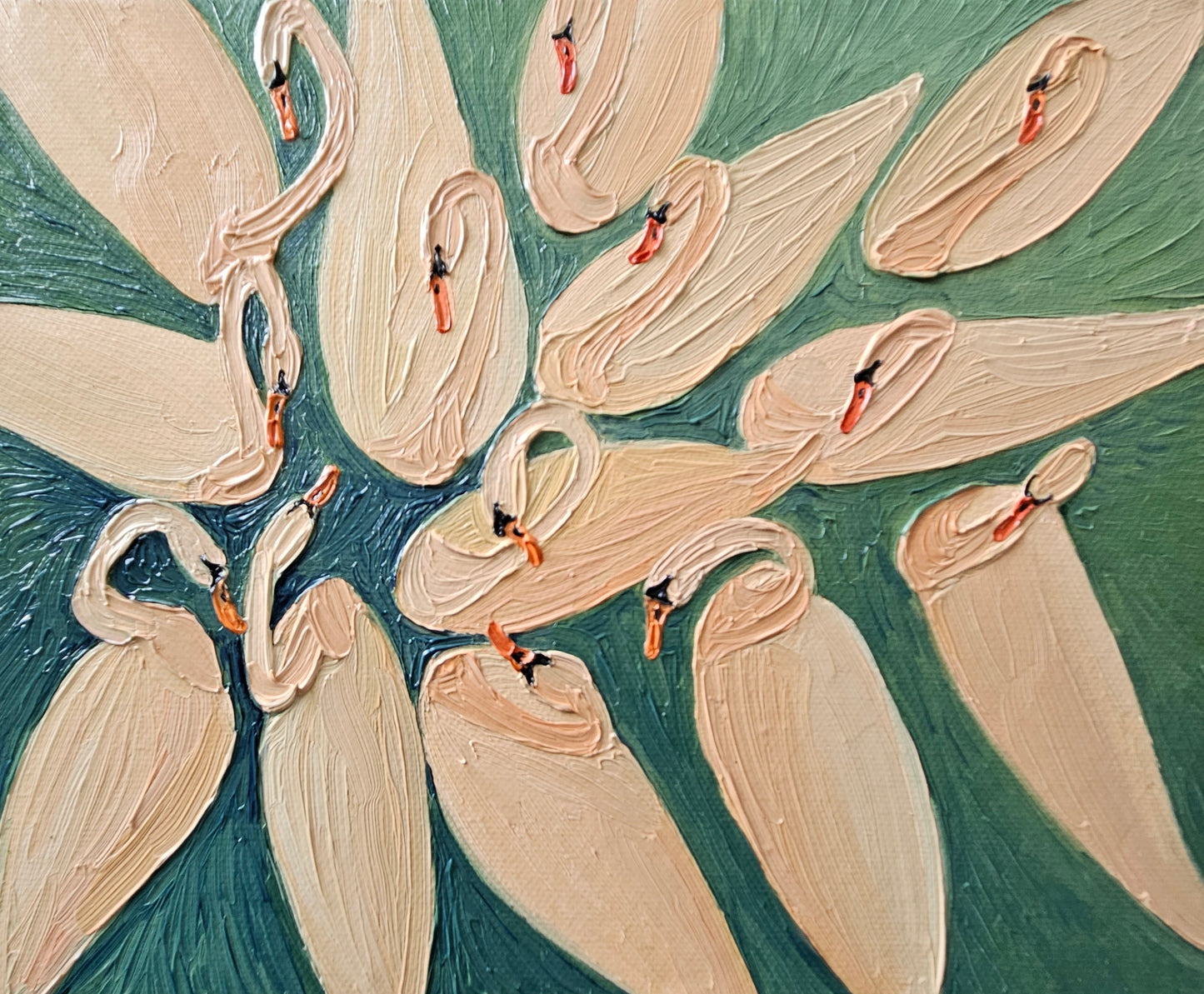 blushing swans