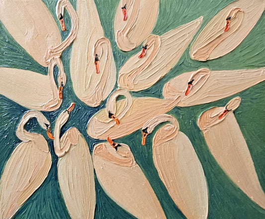 blushing swans