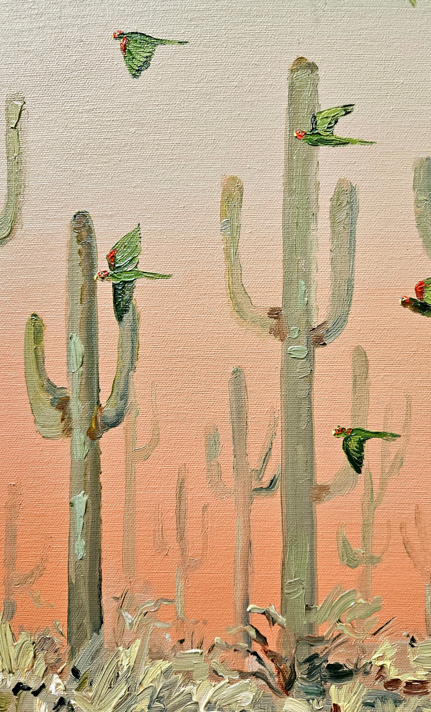 desert parrots