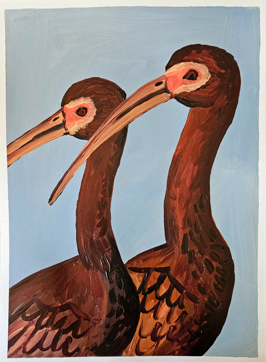 glossy ibis pair