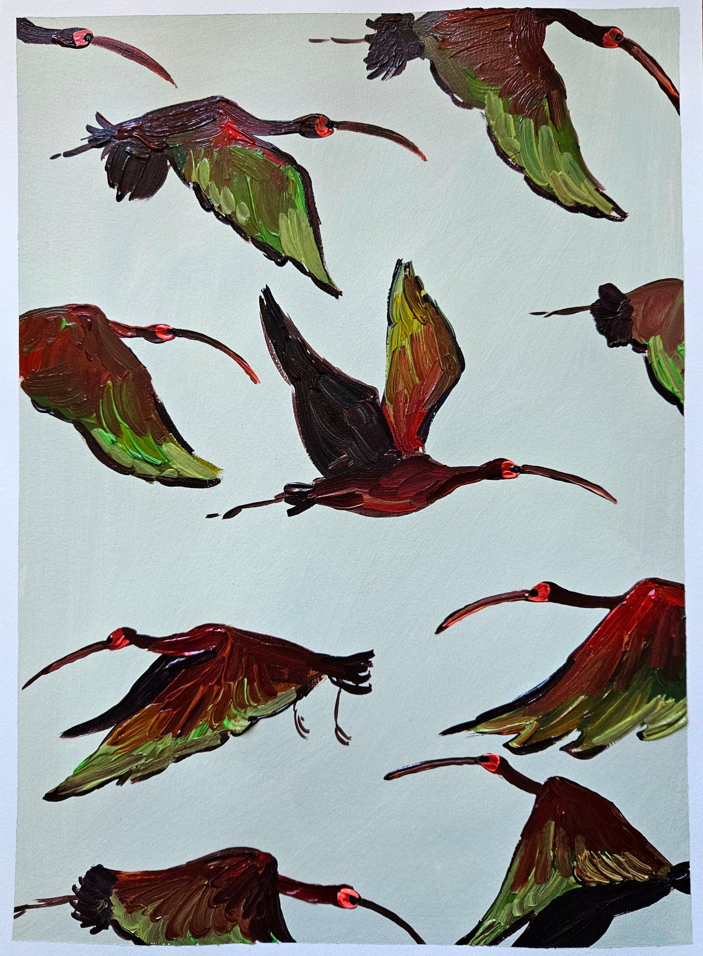 glossy ibis in flight